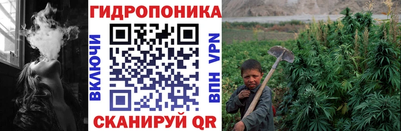 как найти   Починок  Шишки марихуана план 